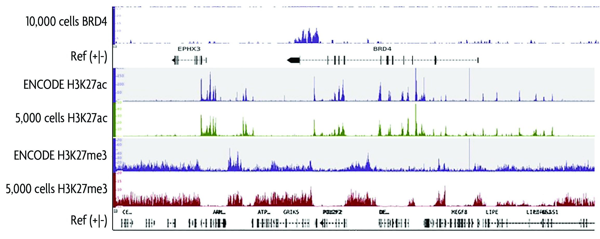 Histone H3 PTM Multiplex Data of Histone Abundance in Mouse Tissue.